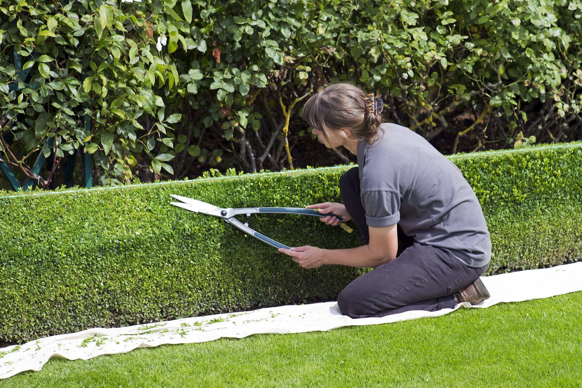 Une femme en train de tailler une haie dans un jardin avec un sécateur